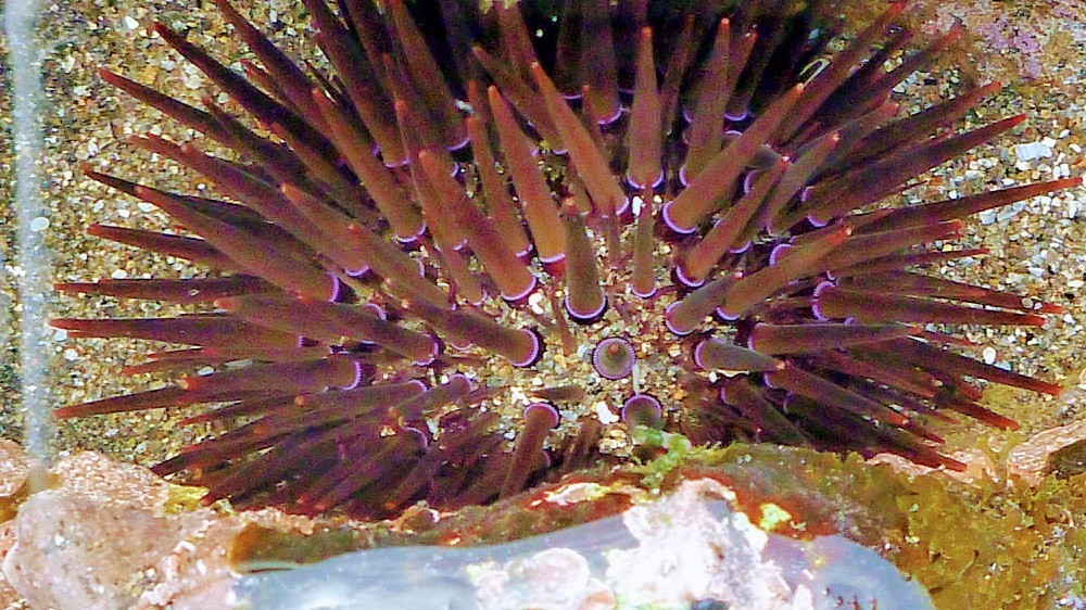 Sea anemone in Bali Indonesia